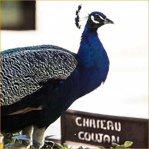 Florence GUY & Kenza FRAISSE, Château Coujan