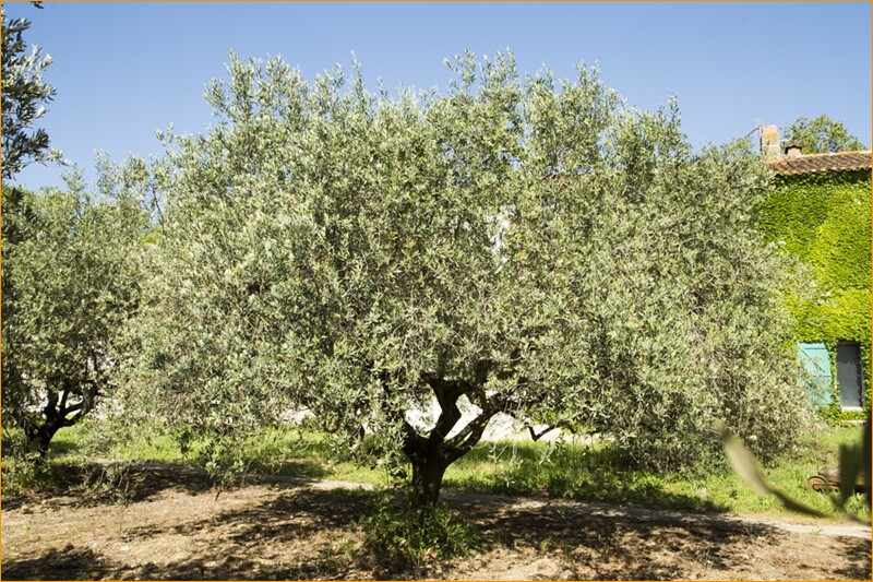 Fabienne GUY Enza FRAISSE Château Coujan