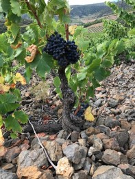 millésime 2017 Chateau de Lou.jpg