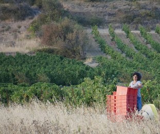 millésime 2017 Clos Anhel.jpg